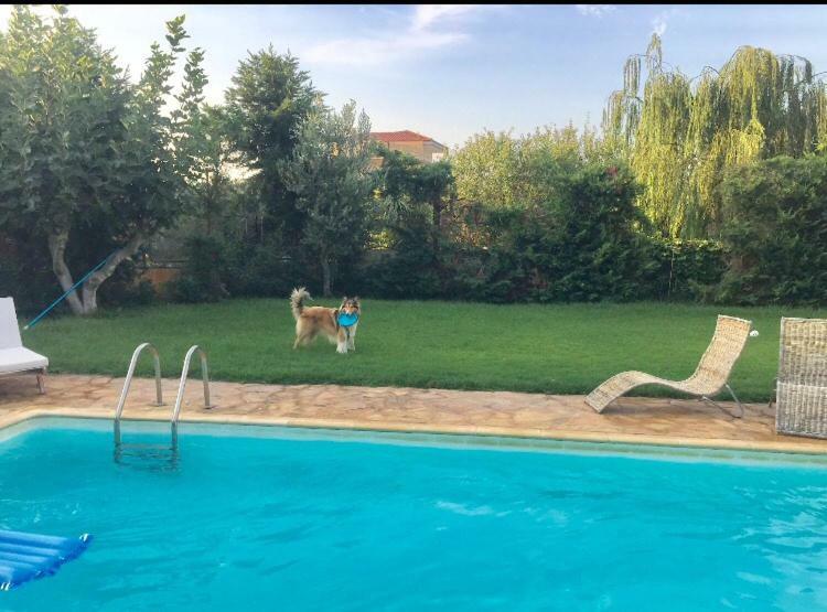 Relaxing Villa With Swimming Pool And Garden Agios Georgios  Екстериор снимка